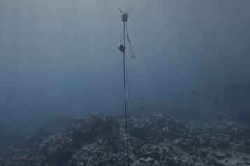 Sennheiser goes deep to record whale song