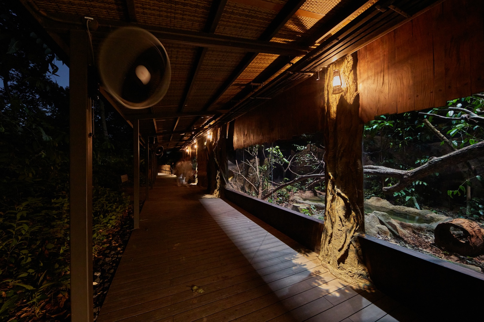 Martin puts the spotlight on the nocturnal activities of Pangolins