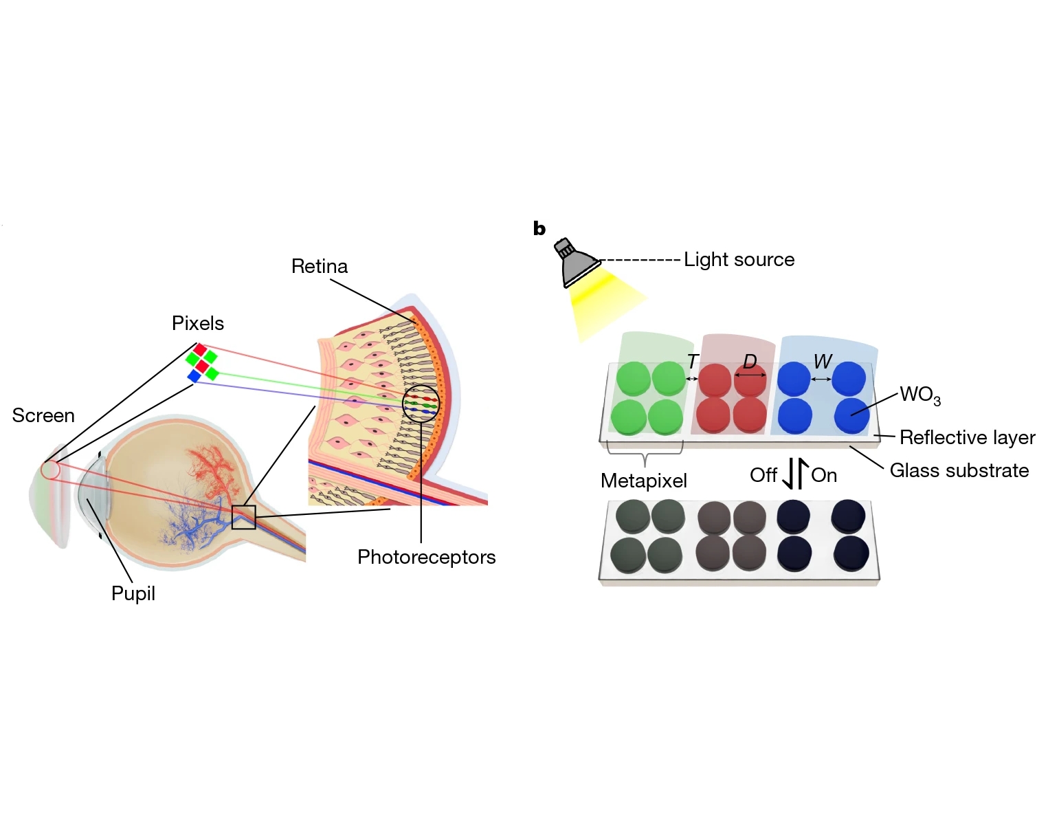 Screen the size of a human eye capable of 25,000 pixel per inch resolution