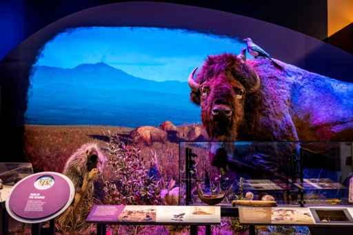 Christie projection supports immersive history exhibits at Montana Heritage Center